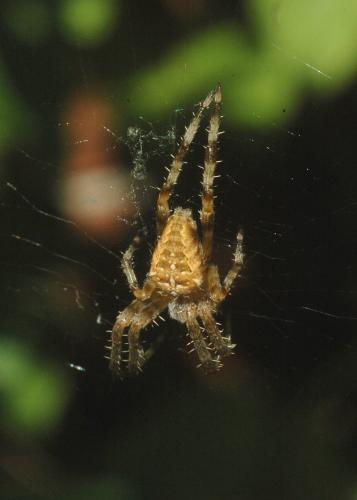 Araneus diadematus